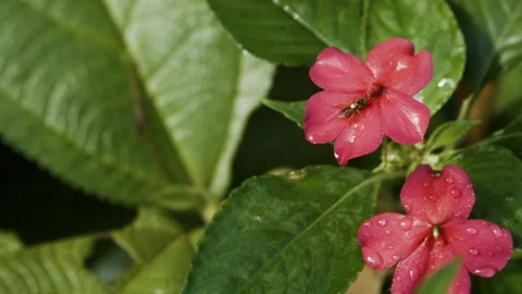 Close up shot of young bee flying close to flower, Tortuguero, Costa Rica Stock Footage 141246820