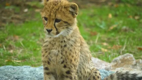 Close up shot of a young cheetah Stock Footage 224471522