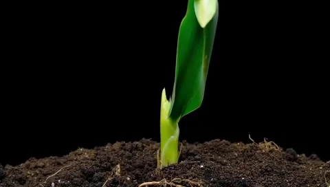 A close up shot of young corn sprouts growing Stock Footage 300014710