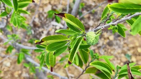 Close Up Shot of a Young Custard Apple Growing on a Tree Branch Video stock 345700947