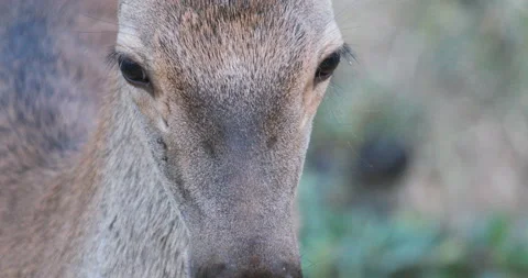Close up shot of a young fallow deer Stock Footage 139874250