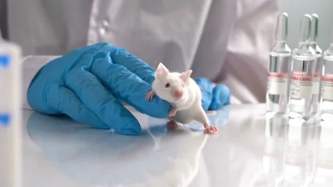 Close up shot of young female scientist in rubber gloves holding white Video stock 101865249