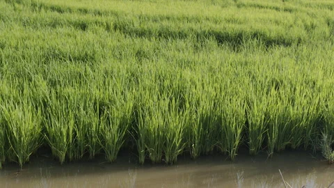 Close up shot of young green rice grass blades texture. Stock Footage 342398424