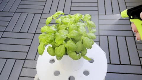  Close up shot of young  hand spraying water on her basil plants. spraying the w Stock Footage 174325411