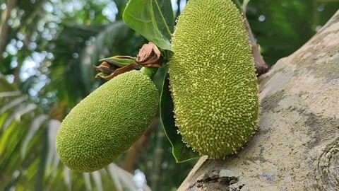 Close-up shot of a young jackfruit growing on a tree in the garden. Stock Footage 313360142