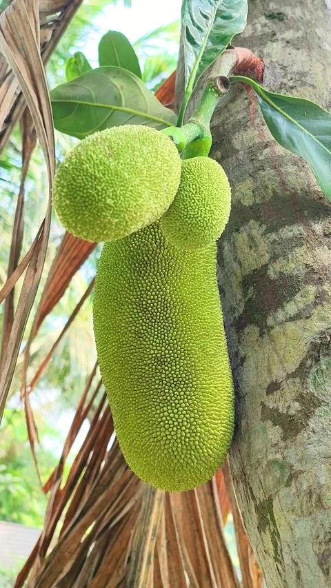Close-up shot of a young jackfruit growing on a tree in the garden. Stock Footage 313360162