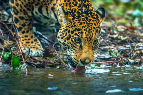 Close-up shot of a young jaguar cat drinking water Stock Photos