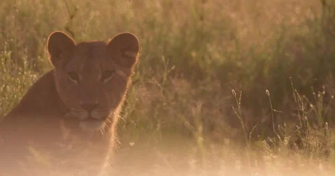Close up shot of a young lions head moving in the savanna Stock Footage 295289296
