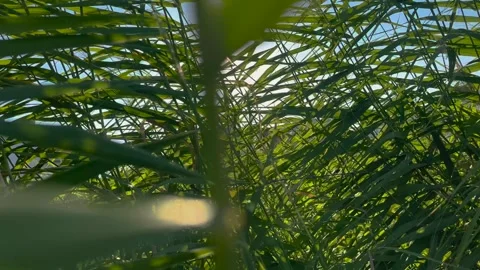 Close up shot of young maize of corn seedling plants cultivated on farmland.. Stock Footage 256244374