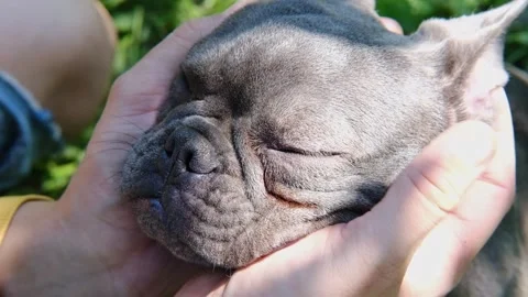 Close up shot of young man on grass with his cute lovely french bulldog dog Stock Footage 243039401