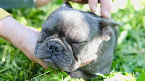 Close up shot of young man on grass with his cute lovely french bulldog dog Stock Footage 243039426