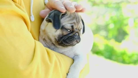 Close up shot of young man hugging and petting his cute lovely pug dog on grass Stock Footage 243039690