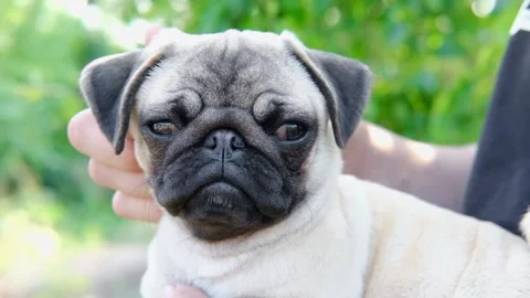 Close up shot of young man hugging and petting his cute lovely pug puppy dog on Stock Footage 245610147