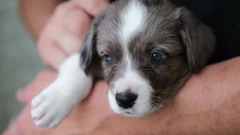 Close up shot of young man hugging and petting his cute little lovely grey puppy Stock Footage 246177889