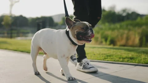 Close Up Shot of Young Man Walking with Her Mini Bull Terrier at City Park. Male Stock Footage 236948462