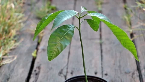 Close up shot of a young Mango tree which grow in the pot at home Stock-Footage 199548103