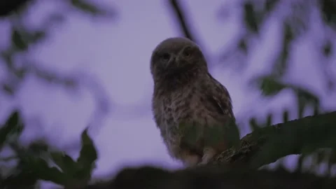 A close-up shot of a young mischievous owl captured sitting on a tree Stock Footage 168593606