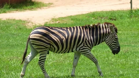 Close up shot of a zebra with distinctive black and white stripes, walking Stock Footage 328290162