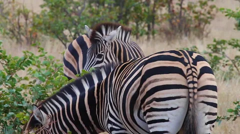 A close shot of a zebra Stock Footage 36485659