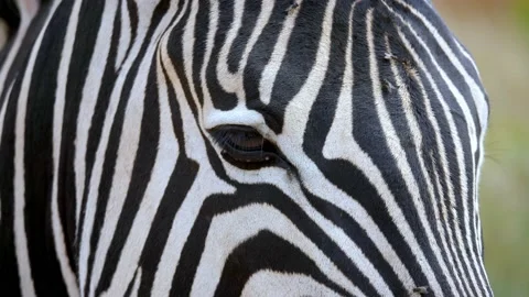 Close up shot A zebra head standing in a meadow surrounded by flies Stock Footage 228200088