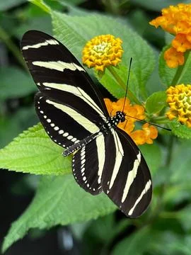 Close-up shot of a Zebra Longwing Butterfly on a flower, Heliconius charithonia 스톡 사진