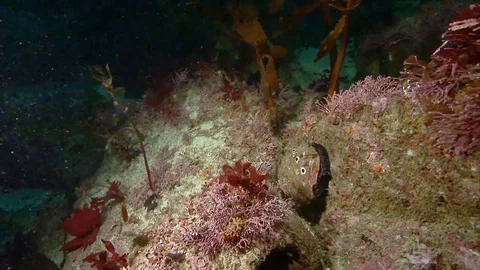 Close up shots of an Abalone shellfish underwater near California, 2010s Stock Footage 113400771