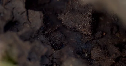 Close shots of ant colony working at various depths Stock Footage 113144448