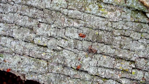 Close-up shots of beetles on a tree trunk Stock Footage 274083370