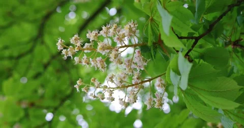 Close-up shots of blooming chestnut trees in a forest. Stock Footage 304235439