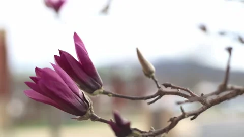 Close-up shots capture the budding burgundy magnolia, each detail magnified i Stock Footage 270677183