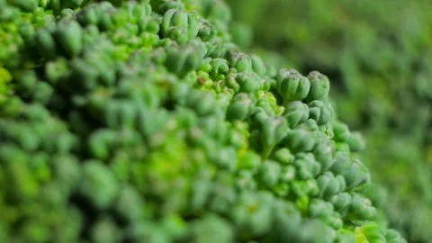 Close up shots capture the detailed texture of broccoli, presenting the vibrant Stock Footage 283694396