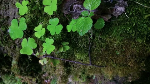 Close up shots of clovers with creek reflection Stock Footage 113336874
