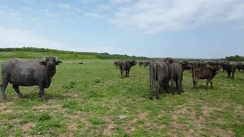 Close-up shots of a drone in a herd of buffaloes Stock Footage 277228379