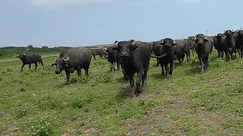 Close-up shots of a drone in a herd of buffaloes Stock Footage 277228406
