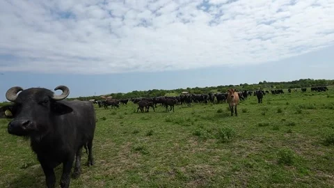 Close-up shots of a drone in a herd of buffaloes Stock Footage 277228444