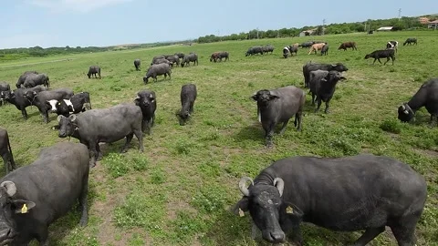 Close-up shots of a drone in a herd of buffaloes Stock Footage 277228545