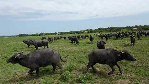 Close-up shots of a drone in a herd of buffaloes Stock Footage 277228562