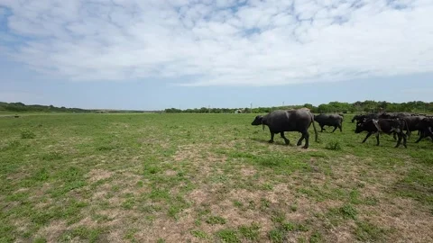 Close-up shots of a drone in a herd of buffaloes Stock Footage 277228598