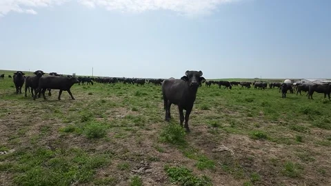 Close-up shots of a drone in a herd of buffaloes Stockbeeldmateriaal 277228637