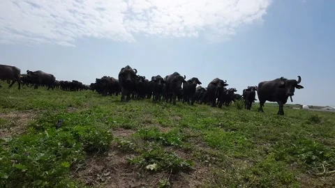 Close-up shots of a drone in a herd of buffaloes Stock Footage 277228676