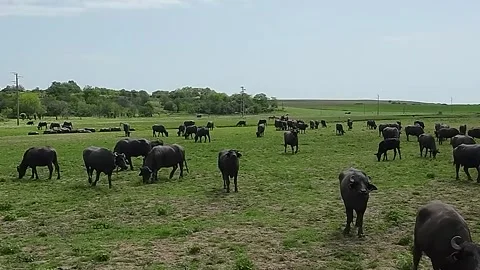 Close-up shots of a drone in a herd of buffaloes Stock Footage 277228837