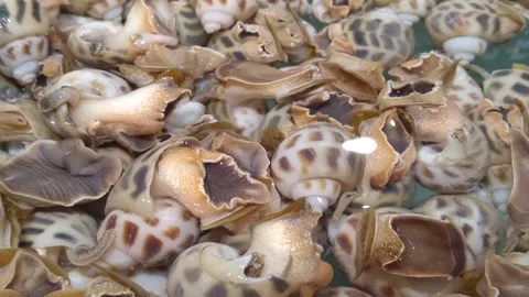 Close up shots of flower snails Stock Footage 290881001