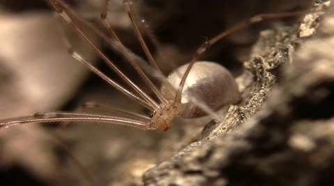 Close Up Shots of a Long Legged Spider 動画素材 40700982