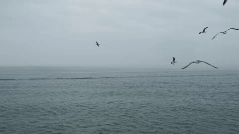Close-Up Shots of Seabirds Diving for Fish in Crystal Clear Waters Stock Footage 304312692