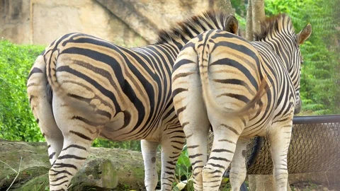 Close-up shots of the zebra buttocks that flick the tail back. Vídeo Stock 104921609