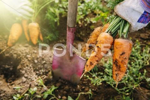 Close Up Of Shovel And Harvested Carrots In Garden