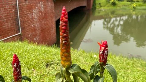 Close up showcases bright red ginger flowers alongside lush green grass, a tr Foto stock