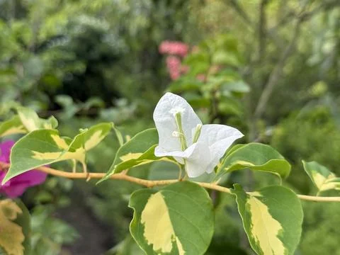 Close up showcases the delicate texture and form of the white bougainvillea,  Stock-Fotos