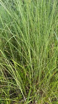 This close up showcases a dense patch of long, slender green grasses, their v Foto stock