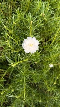 A close-up showcases a pristine white moss rose flower, its delicate petals b Foto stock
